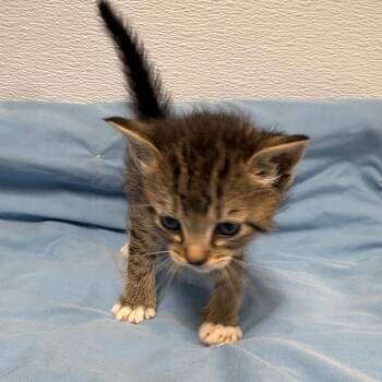 Draco -  Domestic Medium Hair Cat for Adoption in Crookston, Minnesota - Draco | PetCurious