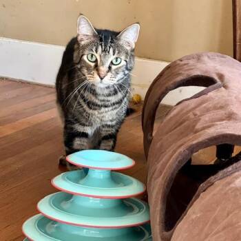 Alfie Baby -  Domestic Short Hair Cat for Adoption in Houston, Texas - Alfie Baby | PetCurious