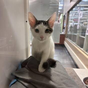 Scatter -  Domestic Short Hair Cat for Adoption in Grantsville, Utah - Scatter | PetCurious