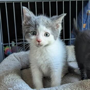 Lucky Limon 56046 -  Domestic Short Hair Cat for Adoption in Eaton Rapids, Michigan - Lucky Limon 56046 | PetCurious