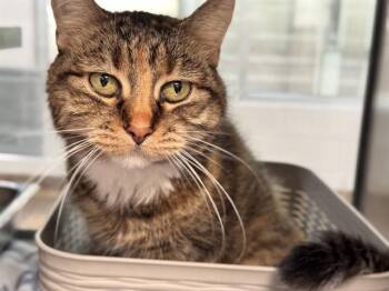 MEOW MEOW -  Domestic Short Hair Cat for Adoption in Colorado Springs, Colorado - MEOW MEOW | PetCurious
