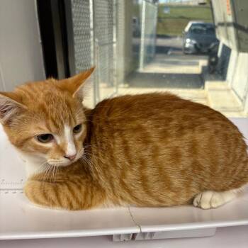 Josh -  Domestic Short Hair Cat for Adoption in Columbiana, Alabama - Josh | PetCurious