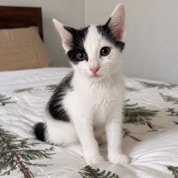 Tartan (in Stevensville, MD) -  Domestic Short Hair Cat for Adoption - Tartan (in Stevensville, MD) | PetCurious