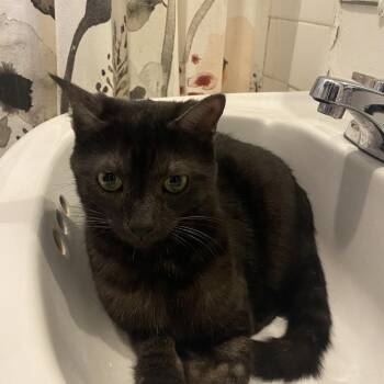 Rescue Domestic Short Hair Cats for Adoption in Evanston, Illinois - Manta Ray | PetCurious