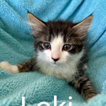 Rescue Domestic Medium Hair Cats for Adoption in Sonora, California - Loki | PetCurious