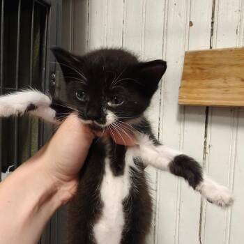 Domestic Short Hair Cats Available for Adoption in New Orleans, Louisiana - Mustachio | PetCurious