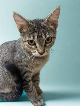 Rescue Tabby Cats for Adoption in Houston, Texas - Carla | PetCurious