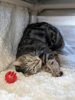 Domestic Short Hair Cats Available for Adoption in Kelowna, British Columbia - Focaccia | PetCurious