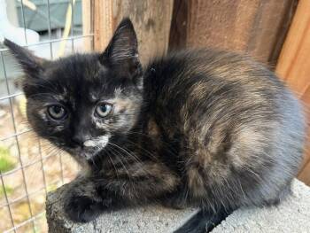 ChiCha -  Domestic Short Hair Cat for Adoption in Tacoma, Washington - ChiCha | PetCurious