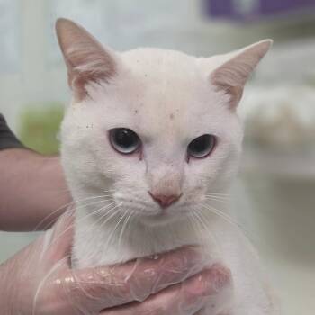 He-Man -  Domestic Medium Hair Cat for Adoption in Charleston, West Virginia - He-Man | PetCurious