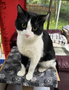 Boxcar -  Domestic Short Hair Cat for Adoption in Maple Ridge, British Columbia - Boxcar | PetCurious