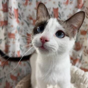 Champagne -  Domestic Short Hair Cat for Adoption in Puslinch, Ontario - Champagne | PetCurious