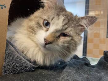 Domestic Long Hair Cats Available for Adoption in Santa Fe, New Mexico - MONET | PetCurious