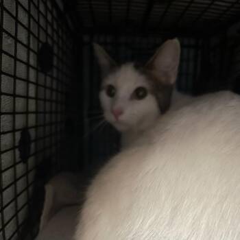 Jillian -  Domestic Short Hair Cat for Adoption in Des Moines, Iowa - Jillian | PetCurious