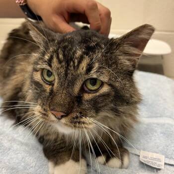 Domestic Long Hair Cats Available for Adoption in Murray, Utah - Kitkat | PetCurious