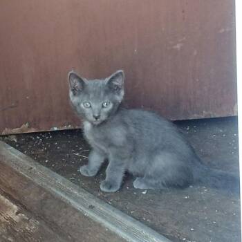 Kieran C12036 -  Domestic Short Hair Cat for Adoption - Kieran C12036 | PetCurious