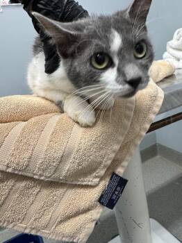 Domestic Medium Hair Cats Available for Adoption in Bloomington, Indiana - Dory | PetCurious
