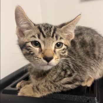 Oscar -  Domestic Short Hair Cat for Adoption in Hattiesburg, Mississippi - Oscar | PetCurious