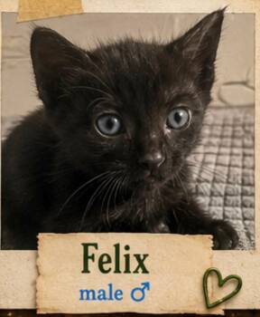 Domestic Short Hair Cats Available for Adoption in Mansfield, Texas - Felix | PetCurious