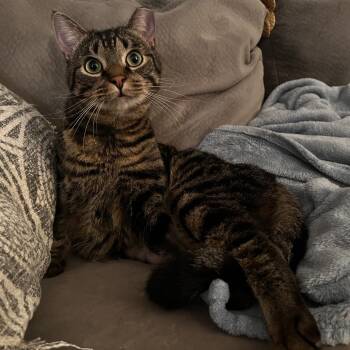 Rescue Domestic Short Hair Cats for Adoption in Eaton Rapids, Michigan - Salem 54750 FIV+ | PetCurious