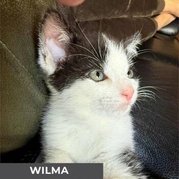 Rescue Domestic Short Hair Cats for Adoption in Toronto, Ontario - Wilma | PetCurious