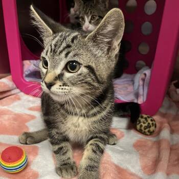 Luca -  Domestic Short Hair Cat for Adoption in Keizer, Oregon - Luca | PetCurious