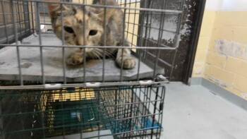 AMELIA -  Domestic Short Hair Cat for Adoption in Tulsa, Oklahoma - AMELIA | PetCurious