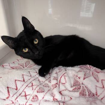 Rescue Domestic Short Hair Cats for Adoption in Watertown, New York - Jack-O-Lantern | PetCurious