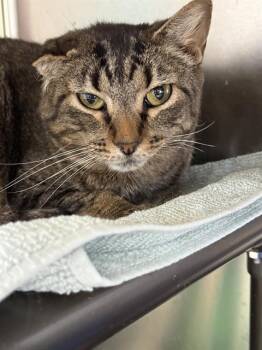Domestic Short Hair Cats Available for Adoption in Methuen, Massachusetts - PIP SQUEAK | PetCurious