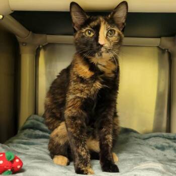 Erina -  Domestic Short Hair Cat for Adoption in Columbia, Missouri - Erina | PetCurious