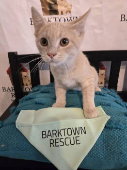 Rescue Domestic Short Hair Cats for Adoption in Boston, Kentucky - Sandman | PetCurious