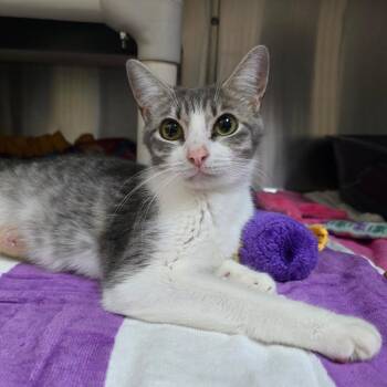 Gaby -  Domestic Short Hair Cat for Adoption - Gaby | PetCurious