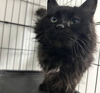Charcoal -  Domestic Long Hair Cat for Adoption in Youngstown, Ohio - Charcoal | PetCurious