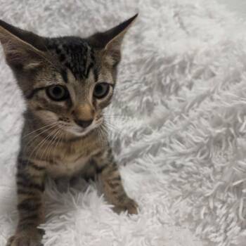 Americano -  Domestic Short Hair Cat for Adoption in Brea, California - Americano | PetCurious