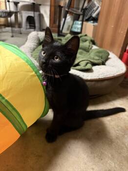 Monk -  Domestic Short Hair Cat for Adoption in Burbank, California - Monk | PetCurious