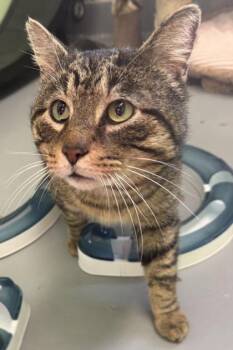 Domestic Short Hair Cats Available for Adoption - Oliver | PetCurious