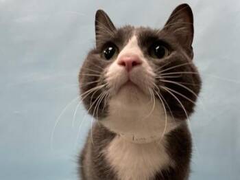 Timone -  Domestic Short Hair Cat for Adoption in Minneapolis, Minnesota - Timone | PetCurious