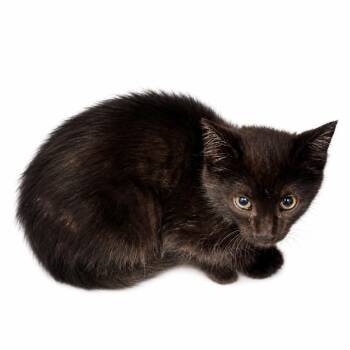 Domestic Medium Hair Cats Available for Adoption in Allentown, Pennsylvania - Guppy | PetCurious