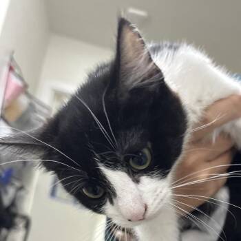 Archie -  Domestic Short Hair Cat Available for Adoption in Spokane, Washington - Archie | PetCurious