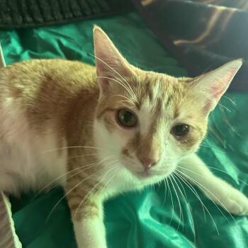 Puff -  Domestic Short Hair Cat for Adoption in Veneta, Oregon - Puff | PetCurious