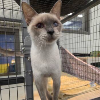 Rescue Domestic Short Hair Cats for Adoption in Houston, Texas - Ester Gold | PetCurious