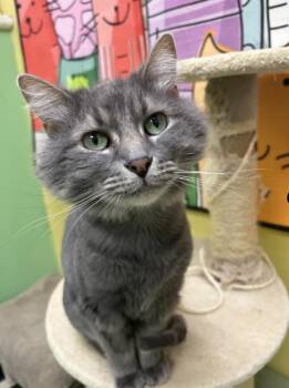Rescue Domestic Short Hair Cats for Adoption in Chicago, Illinois - Walter | PetCurious