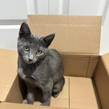 Ben -  Russian Blue Cat for Adoption in Woodinville, Washington - Ben | PetCurious