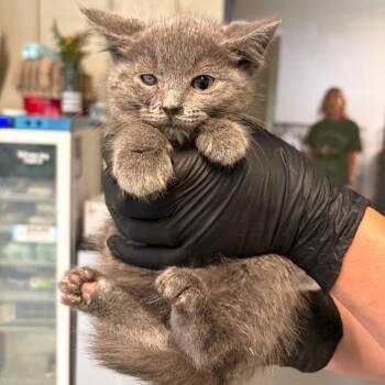 Echo -  Domestic Short Hair Cat for Adoption in Huntington, West Virginia - Echo | PetCurious