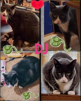 Rescue Domestic Short Hair Cats for Adoption in Kenosha, Wisconsin - DJ | PetCurious