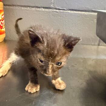 Domestic Short Hair Cats Available for Adoption in Tuscaloosa, Alabama - TUSC-Stray-84518_2_3 | PetCurious