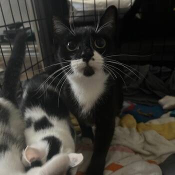 Rescue Domestic Short Hair Cats for Adoption in San Antonio, Texas - Nitro | PetCurious