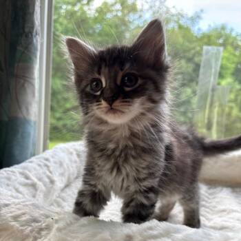 Juniper in Spring Grove, PA -  Domestic Long Hair Cat Available for Adoption - Juniper In Spring Grove, PA | PetCurious