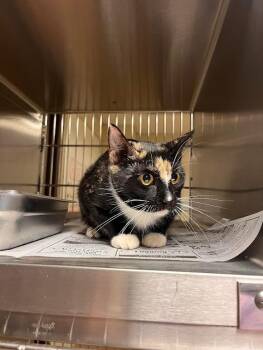 Domestic Short Hair Cats Available for Adoption - Madeleine | PetCurious