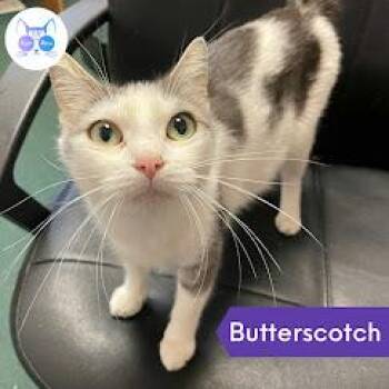 Rescue Domestic Short Hair Cats for Adoption in Penfield, New York - Butterscotch | PetCurious